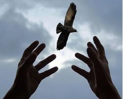 Anxiety, Panic Attacks & Phobias. freedomhands2