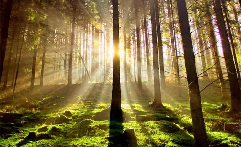 Anxiety, Panic Attacks & Phobias. forest-fw